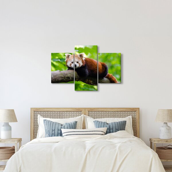 A vörös panda képe (90x60 cm)