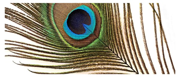 Pávatoll képe (120x50 cm)
