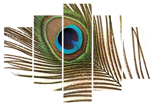 Pávatoll képe (150x105 cm)