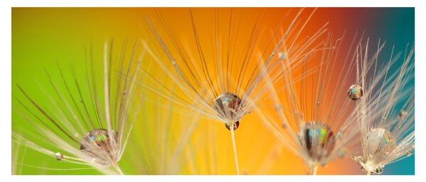 Cseppek a növényen képe (120x50 cm)