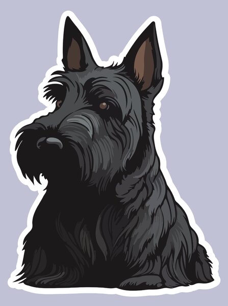 PIPPER. Matrica Skót terrier Méret: 15cm