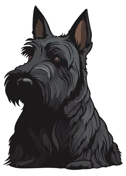 PIPPER. Matrica Skót terrier Méret: 15cm