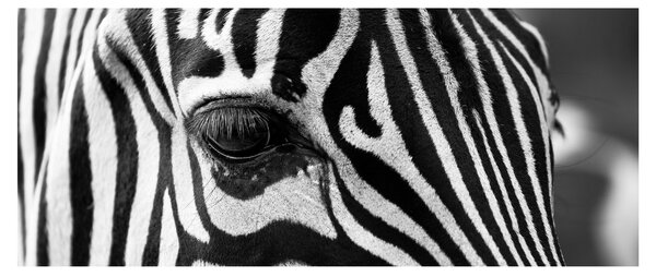 Zebra képe (120x50 cm)
