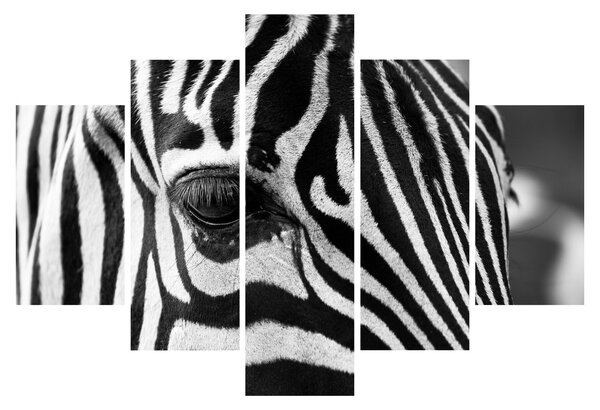 Zebra képe (150x105 cm)