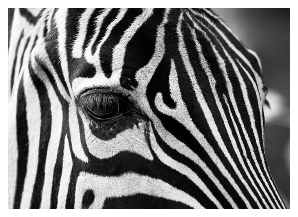 Zebra képe (70x50 cm)