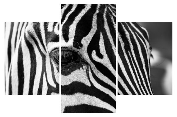 Zebra képe (90x60 cm)