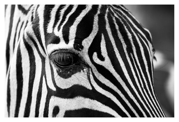 Zebra képe (90x60 cm)