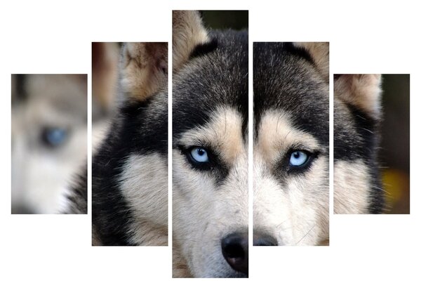 Husky kutya kép (150x105 cm)