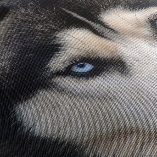 Husky kutya kép (90x60 cm)