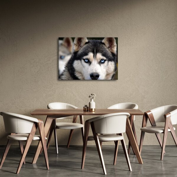 Husky kutya kép (70x50 cm)