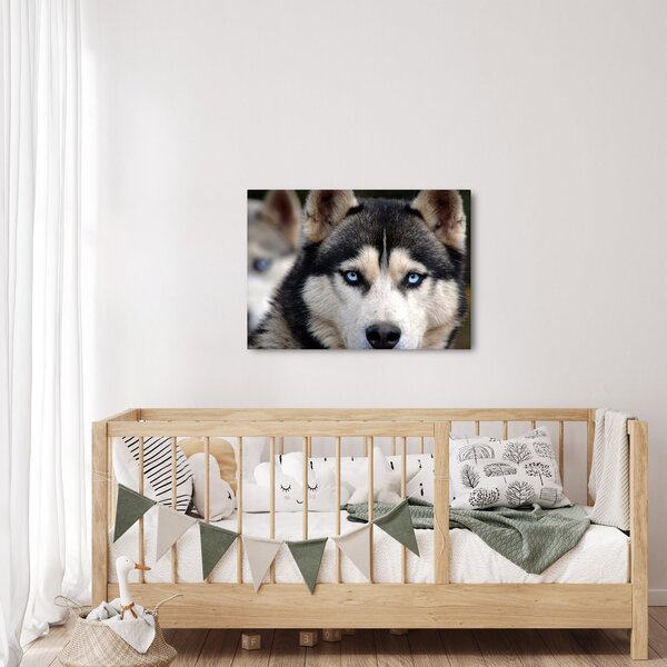Husky kutya kép (70x50 cm)