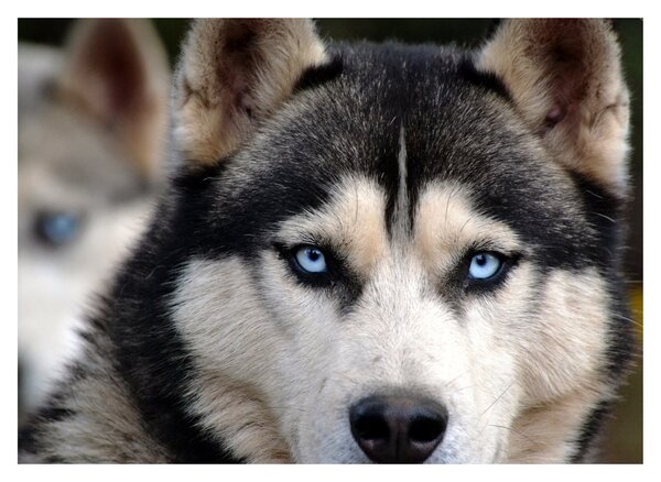 Husky kutya kép (70x50 cm)