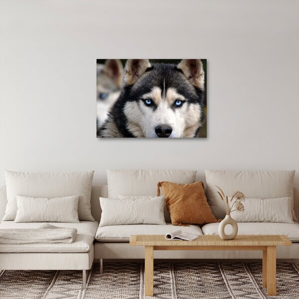 Husky kutya kép (70x50 cm)