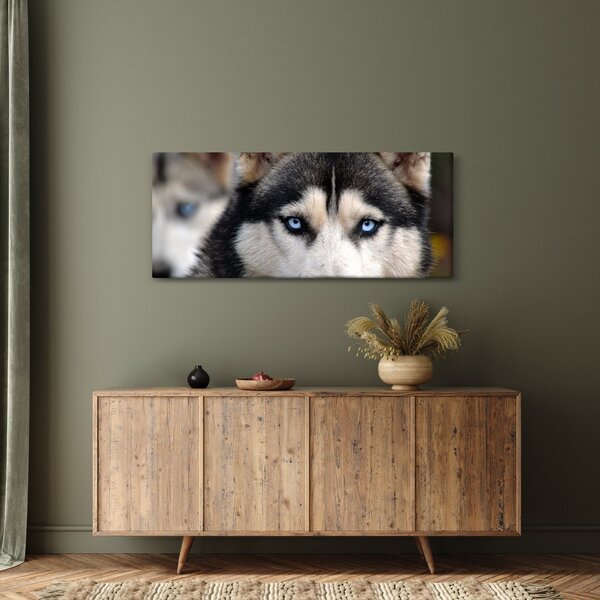 Husky kutya kép (120x50 cm)