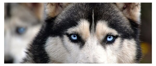 Husky kutya kép (120x50 cm)