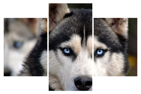 Husky kutya kép (90x60 cm)