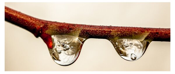 Vízcseppek a faágon képe (120x50 cm)