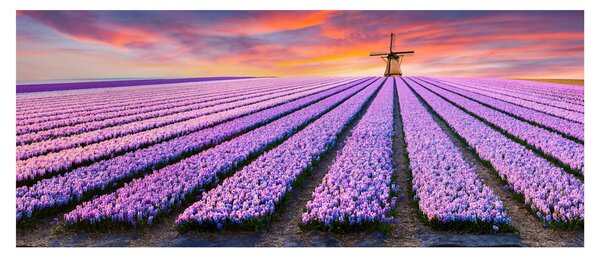 Kép - virágfarm (120x50 cm)