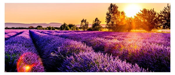 Levandula mező képe (120x50 cm)