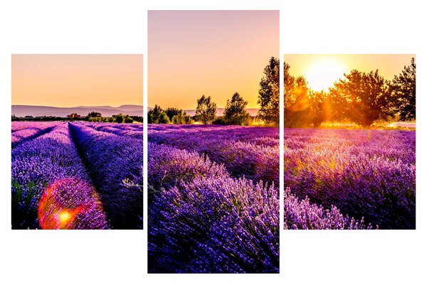 Levandula mező képe (90x60 cm)