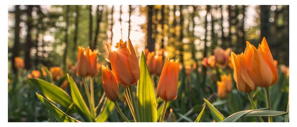 Narancssárga tulipán képe (120x50 cm)