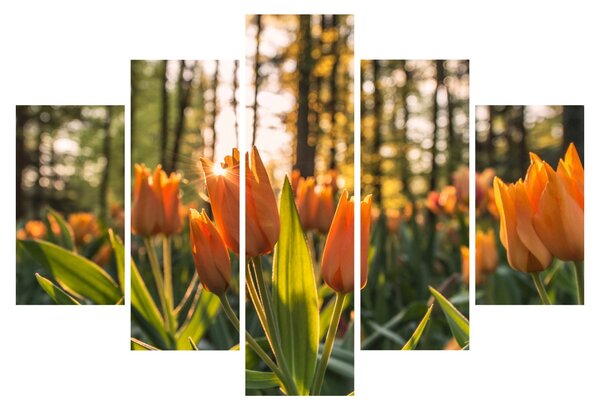 Narancssárga tulipán képe (150x105 cm)