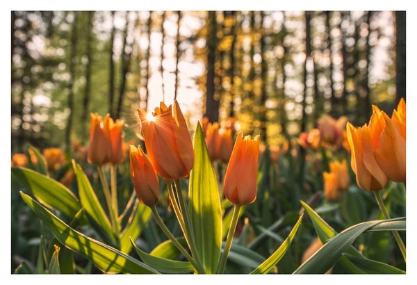 Narancssárga tulipán képe (90x60 cm)