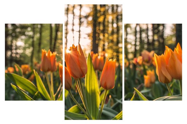 Narancssárga tulipán képe (90x60 cm)