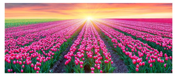 Tulipán mező és a nap képe (120x50 cm)