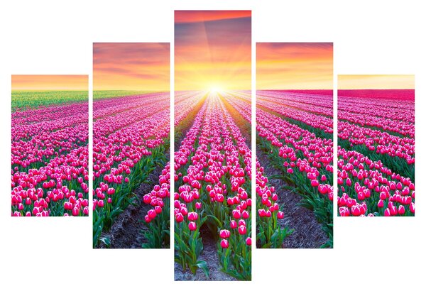 Tulipán mező és a nap képe (150x105 cm)