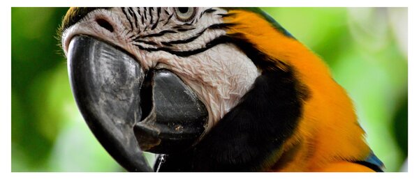 Papagáj képe (120x50 cm)