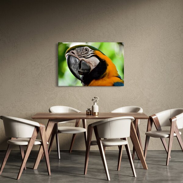 Papagáj képe (90x60 cm)
