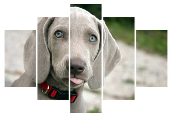 Kép - weimaraner kölyökkutya (150x105 cm)