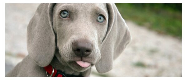 Kép - weimaraner kölyökkutya (120x50 cm)