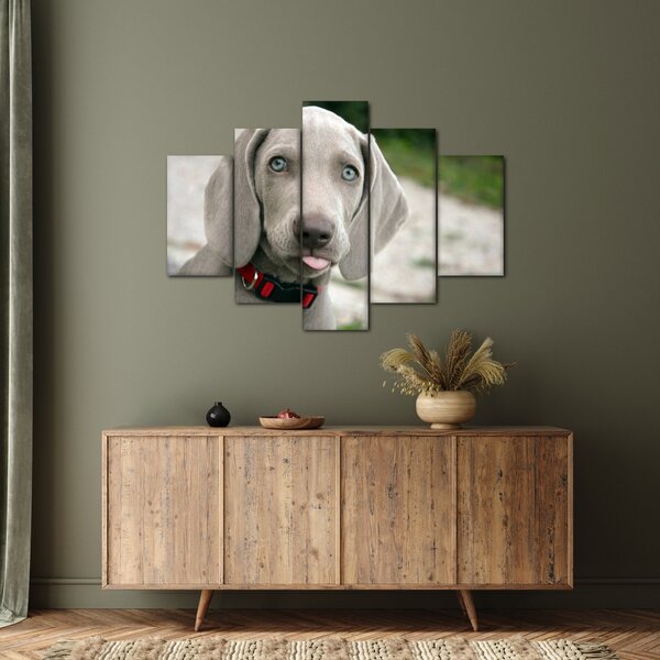 Kép - weimaraner kölyökkutya (150x105 cm)
