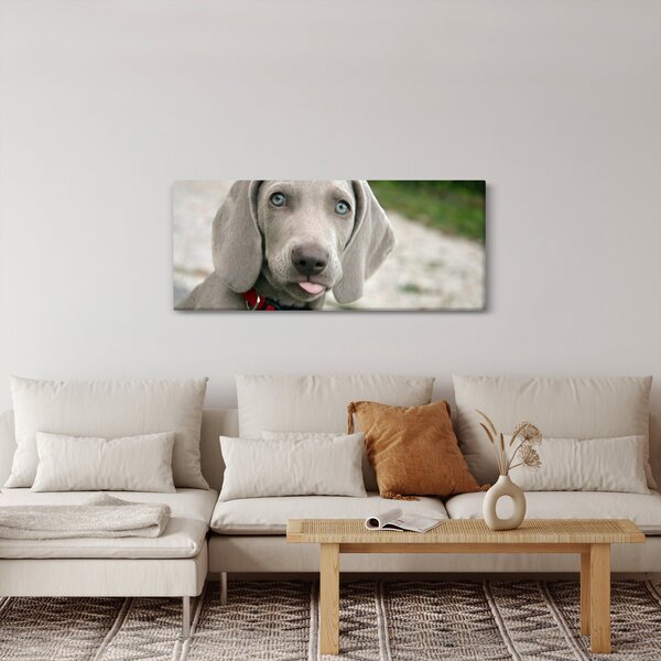 Kép - weimaraner kölyökkutya (120x50 cm)