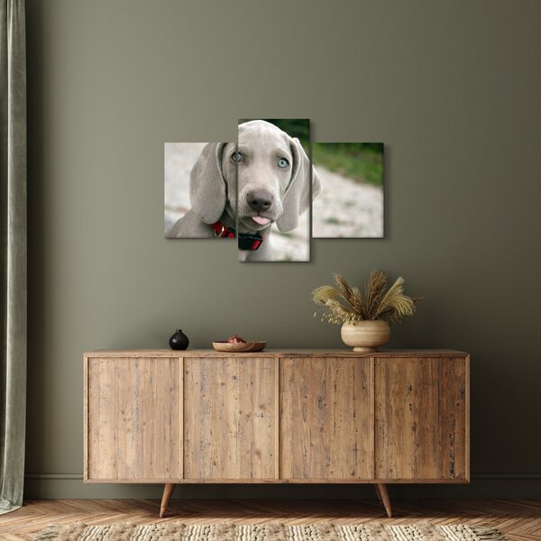 Kép - weimaraner kölyökkutya (90x60 cm)