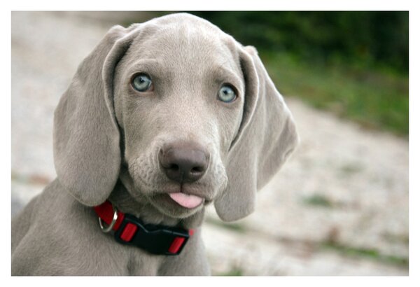 Kép - weimaraner kölyökkutya (90x60 cm)