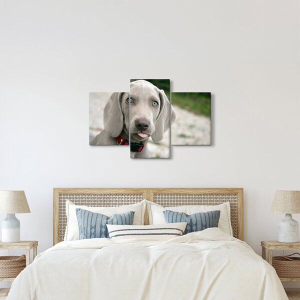 Kép - weimaraner kölyökkutya (90x60 cm)