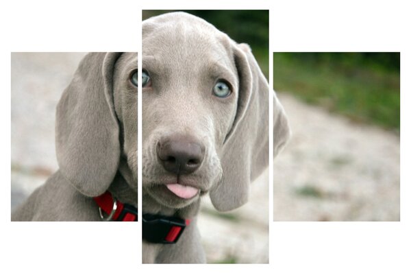 Kép - weimaraner kölyökkutya (90x60 cm)