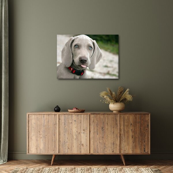 Kép - weimaraner kölyökkutya (70x50 cm)