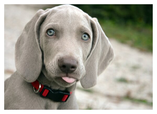 Kép - weimaraner kölyökkutya (70x50 cm)