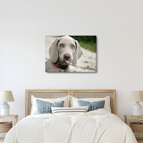Kép - weimaraner kölyökkutya (70x50 cm)
