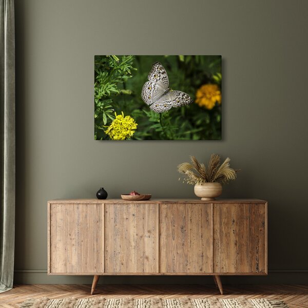 Kép - fehér pillangó (90x60 cm)