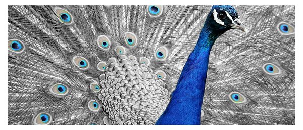 Kék páva képe (120x50 cm)
