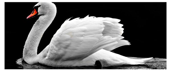 Fekete-fehér hattyúk képe (120x50 cm)