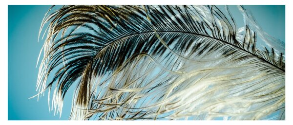 Tollas kép (120x50 cm)
