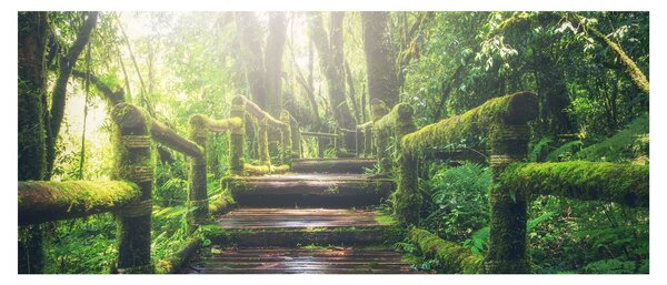 Kép - falépcsők az erdőben (120x50 cm)