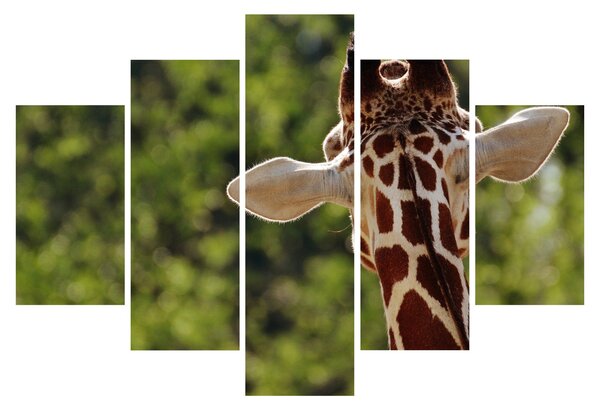A zsiráf képe hátulról (150x105 cm)