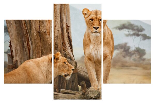 Kép - két oroszlán (90x60 cm)